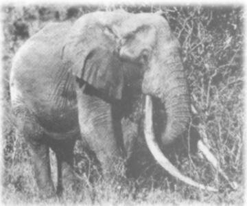Der Elefantenbulle Ahmed: Der Elefantenbulle, der Geschichte schrieb